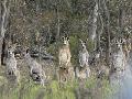 Neugierige K�nguru Familie