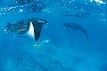 Schnorcheln mit Mantarochen