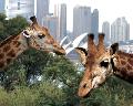 Giraffenblick auf die Sydney Oper