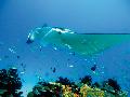 Mantarochen unterwegs