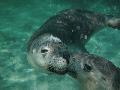 Beim Schwimmen mit Seehunden