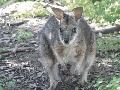 Tammar Wallaby, Kangaroo Island