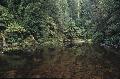 Im Tarkine Regenwald