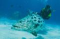 Taucher am Cod Hole