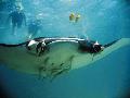 Schnorcheln mit Manta Rochen