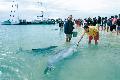 Delfinf�tterung in Monkey Mia 