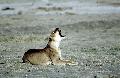 L�we in Botswana