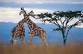 Giraffen in der Masai Mara