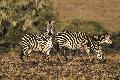 Vielf�ltige Tierwelt