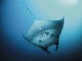 Fliegender Manta Rochen