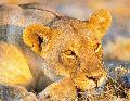 L�we auf der Lauer im Etosha Nationalpark
