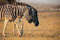 Zebras im Etosha Nationalpark