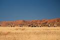 Oryx Antilopen in der Namib