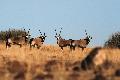 Oryx Antilopen in der Savanne