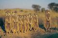 Erdm�nnchenfamilie in der Kalahari