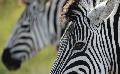 Zebras im Kr�ger Nationalpark