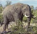 Elefant im Kr�ger Nationalpark