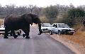 Elefant �berquert die Stra�e