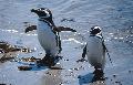 Magellan Pinguine, Halbinsel Valdes