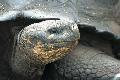 Schildkr�te auf den Galapagos