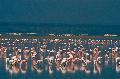 Flamingos am Lake Natron