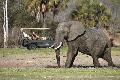 Pirschfahrt beim Selous Safari Camp