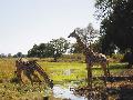 Giraffen beim Trinken